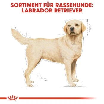 ROYAL CANIN Labrador Retriever Adult 12 Kg – Bild 4