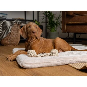 TrendPet Harmony Gefütterte Liegedecke Creme XS – Bild 4