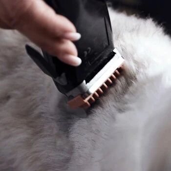 Moser Schermaschine REX – Bild 4