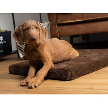 TrendPet VitaMedog Orthopädische 5 Cm Matratze Braun XS – Bild 3