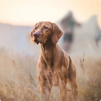 REAL NATURE Senior Lamm & Kalb 6x800 G – Bild 4