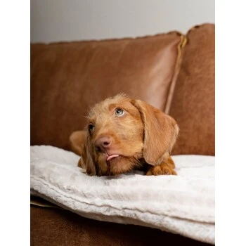 TrendPet Harmony Gefütterte Liegedecke Creme XS – Bild 2