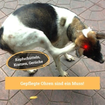 BeG Buddy Ohrreiniger Für Hunde, Juckreiz, Verschmutzung & Ohrmilben, Ohrenpflege Hund – Bild 2