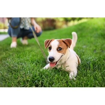 THE DOG IDEA Welpen Schleppleine Orange 5 M – Bild 2