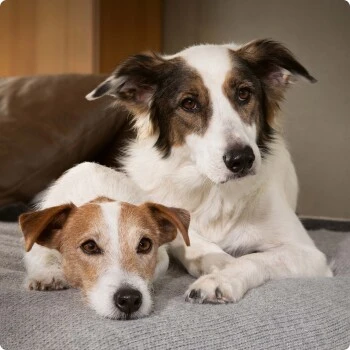 SELECT GOLD Sensitive Adult Lamm Mit Reis 6x400 G – Bild 3