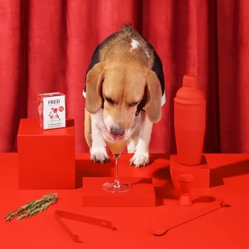 Fred & Felia FRED 10x200g Dog Drink "Wuffmopolian" – Bild 2