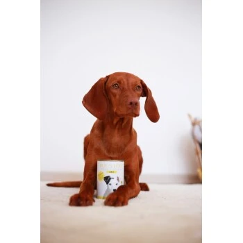 DOG'S LOVE Junior Pute Mit Apfel & Zucchini 6x200 G â Bild 2