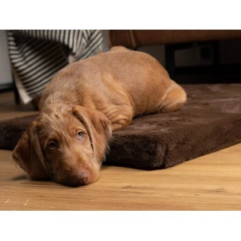 TrendPet VitaMedog Orthopädische 5 Cm Matratze Braun XS – Bild 2