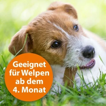 Ardap Spot-On Für Hunde M – Bild 4