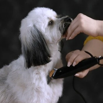 Moser Schermaschine REX – Bild 5