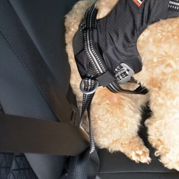 Dogs Creek Auto-Sicherheitsgeschirr Renegade S – Bild 3